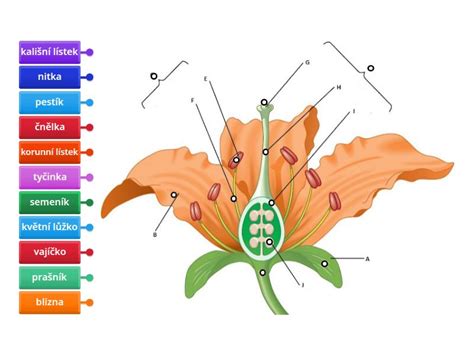 Detail kvetu a listu hrachora benátskeho