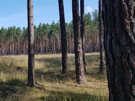 ilustračné foto trávnych porastov pre krmovinárstvo