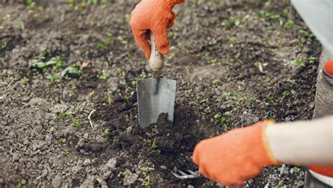 Rozdelená hľuza cyklámenu pripravená na sadenie