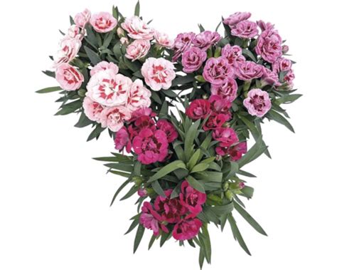 Foto klinčeka čínskeho s rôznofarebnými kvetmi