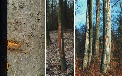 Porovnávacia fotografia klasickej borovicovej kôry a píniovej kôry, zvýrazňujúca farebné a textúrne rozdiely