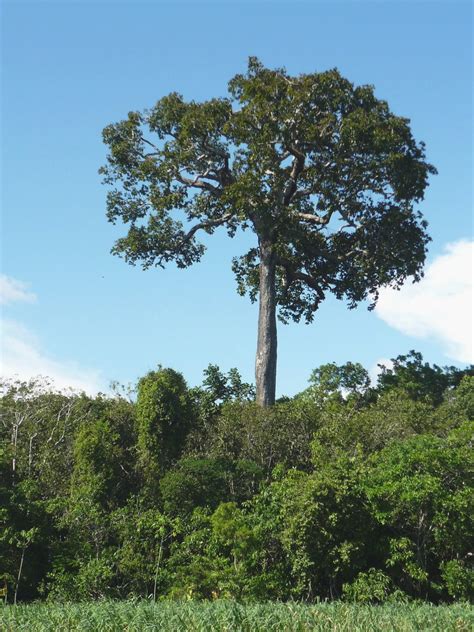 Schéma prirodzeného prostredia antúrií v dažďovom pralese ako epifytov na stromoch