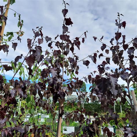koláž fotografií rôznych kultivarov brezy previsnutej (purpurea, royal frost, pendula)