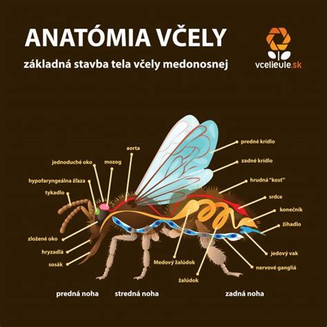 Schéma vzniku propolisu: včely zbierajú živicu z rastlín, zmiešavajú ju so slinami a peľom, a následne ju využívajú v úli ako ochrannú bariéru.