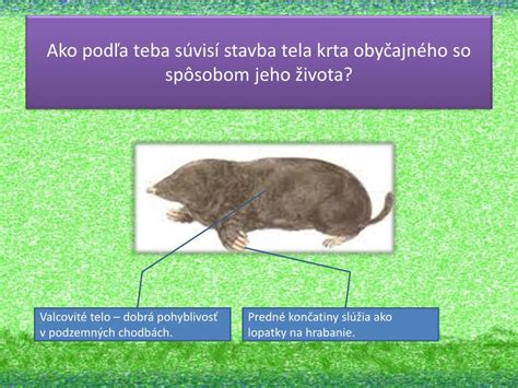 Ilustrácia krta obyčajného v podzemnej chodbe