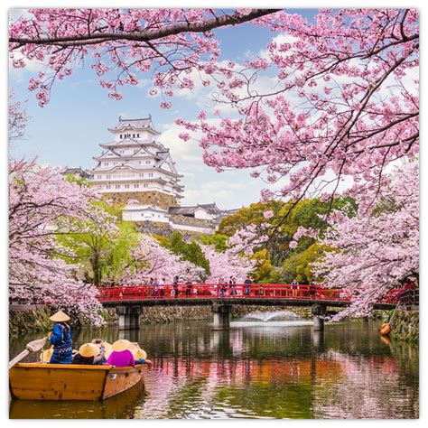 Ilustračná fotografia rozkvitnutej japonskej okrasnej čerešne