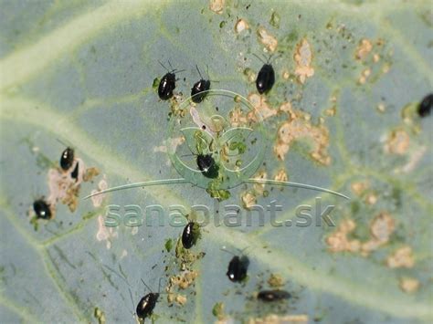 Detailný záber skočky na rastline