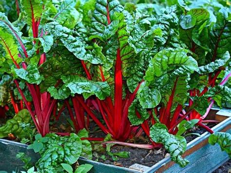 Koláž rôznych druhov zeleniny vhodných na jesennú výsadbu (špenát, mrkva, reďkovka, cibuľa).