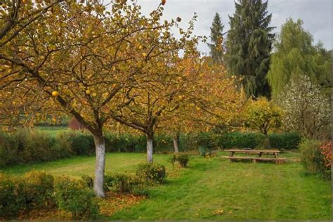 Záhrada pripravená na zimu - mulčované záhony, ochránené kmene stromov.