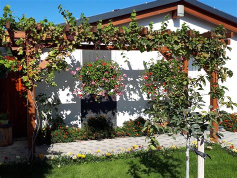 Záhradná pergola obrastená kvitnúcou vistériou ako príklad estetického a funkčného využitia popínavých rastlín.