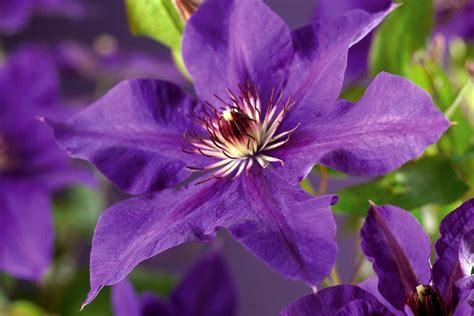 Detail kvetu plamienka (Clematis) s viditeľnou štruktúrou úponkov.