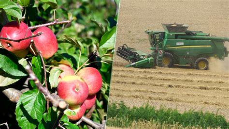 Ilustračná fotografia rôznych druhov teplomilného ovocia, ktoré sa vďaka zmene klímy dajú pestovať aj v miernejších klimatických pásmach.