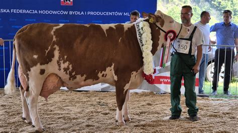 Snímka chovu slovenského strakatého dobytka v priestoroch farmy.