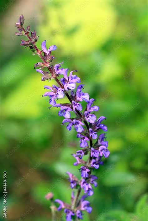 Tematické foto: Šalvia divotvorná (Salvia divinorum) v prirodzenom prostredí