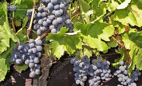 Detail bobúľ a strapcov hrozna Guzal Kara s tmavomodrou farbou a voskovým povlakom