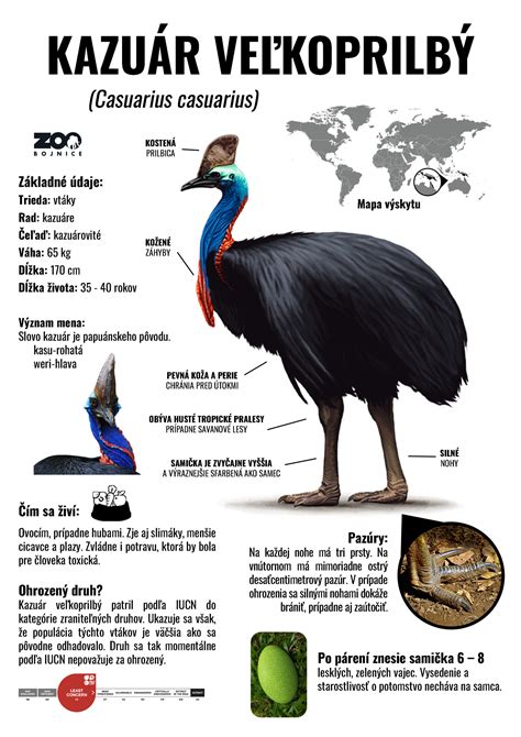 ilustrácia znázorňujúca samca a samicu morčaťa počas dvorenia