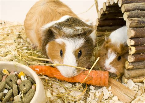 infografika znázorňujúca ideálne zloženie potravy pre morča