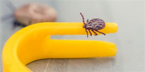 Detailný záber na kliešťa prichyteného na koži