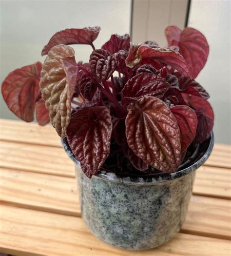 Tematické foto: rozmanitosť listov Peperomie, vrátane Caparaty