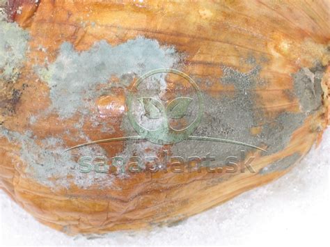 Schéma: prejavy hniloby koreňov na peperomii