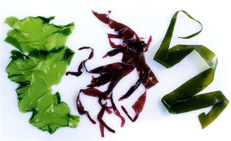 Schéma zloženia revitalizačného organického substrátu s vyznačenými kľúčovými komponentmi ako vododržné minerály, morské riasy a kokosové vlákna.