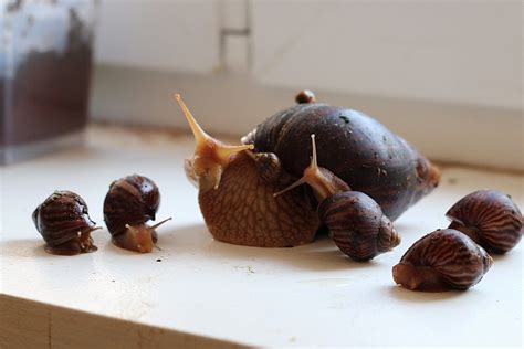 Párenie afrických slimákov (Achatina/Lissachatina)