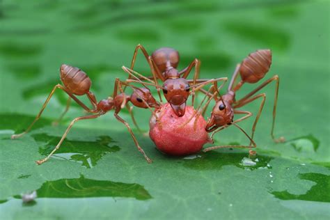 ilustračné foto mravcov v kolónii