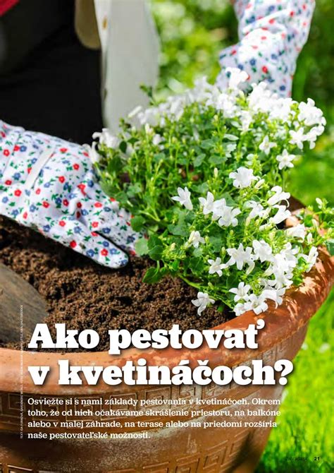 Balkón plný kvitnúcich a plodiacich chilli papričiek v kvetináčoch