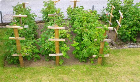 Ilustrácia znázorňujúca ideálne obdobie na výsadbu malín - jeseň a jar.