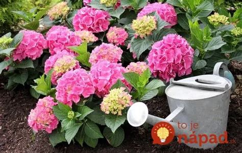 Fotografia: Kvitnúce rododendrony a hortenzie v záhrade