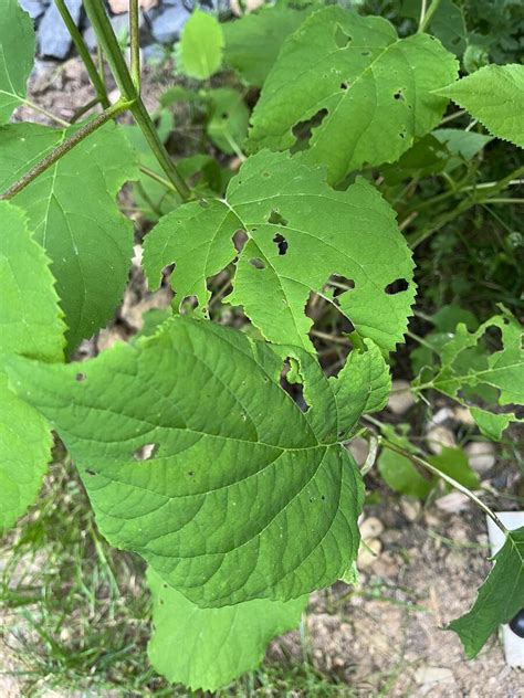 Fotografia: List hortenzie napadnutý chlorózou