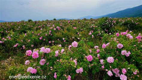 pole kvitnúcich ruží v Bulharsku