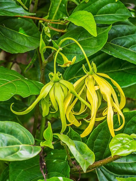 kvet kanangy vonnej (Ylang-Ylang)