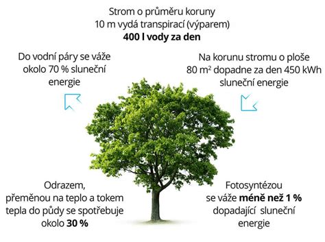 Schéma: ako stromy absorbujú CO2 a uvoľňujú kyslík