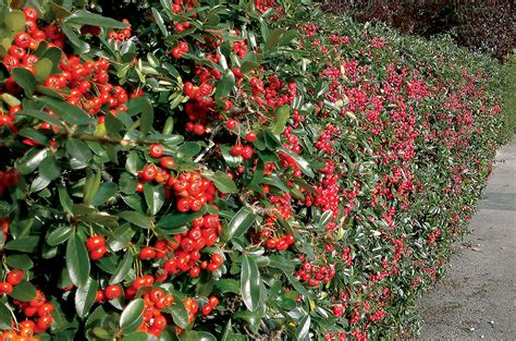 Ilustračné foto muchovníka s plodmi