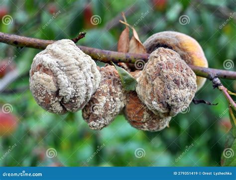 Thematic photo of an orchard affected by moniliosis, with brown withered blossoms and fruit
