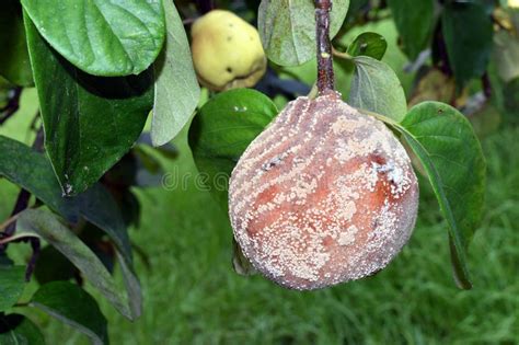 Close-up photo of a branch with gleet (klejotok) caused by moniliosis