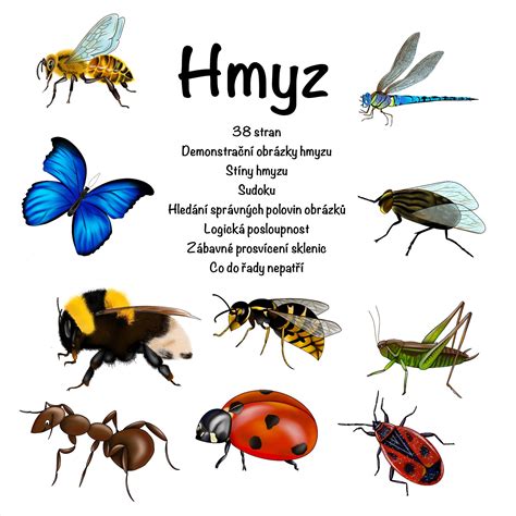 Schéma pôsobenia pyrethroidov na hmyz