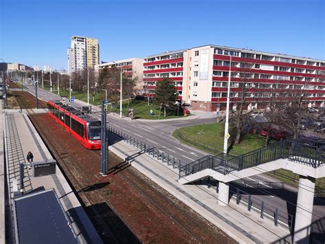 Botanická schéma rebríčka obyčajného so zvýraznením súkvetia a listov