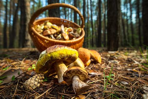 Tematické foto: hubár s plným košíkom húb v lese, s dôrazom na zodpovedný zber