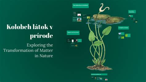 Infografika: Kolobeh látok v prírode a úloha húb v ekosystéme