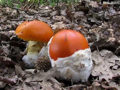 Fotografie vybraných chránených húb na Slovensku (Muchotrávka cisárska, Hríb Fechtnerov, Hľúzovka letná)