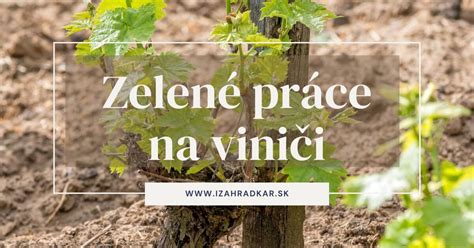 Detail záložného čapíka na viničovom kríku