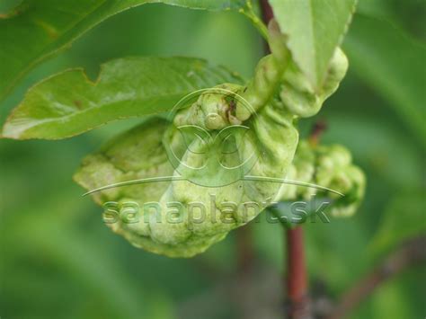 Detailná fotografia listu antúrie napadnutého plesňou s vyznačenými spórami.