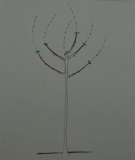 Náčrt správneho rezu konára tesne nad pukom smerujúcim von.