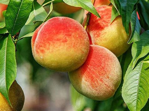 Detail listov a kvetov broskyne