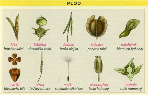 Detail kvetov a plodov vavrínovca lekárskeho