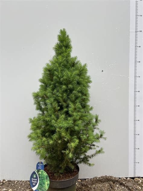 Schéma rastu a ideálneho tvaru smreka bieleho 'Conica' v záhradnom záhone