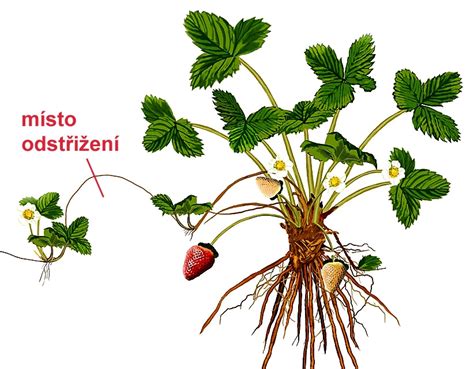 schéma správnej výsadby jahody so znázornením srdiečka