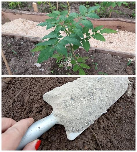 Detailná schéma výsadby melónu do jamky s kompostom